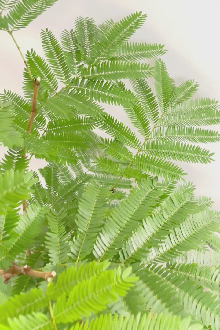 【エバーフレッシュ】たくさんのご要望にお応えしてプラスチックver!このボリュームでこの価格はお買い得!
