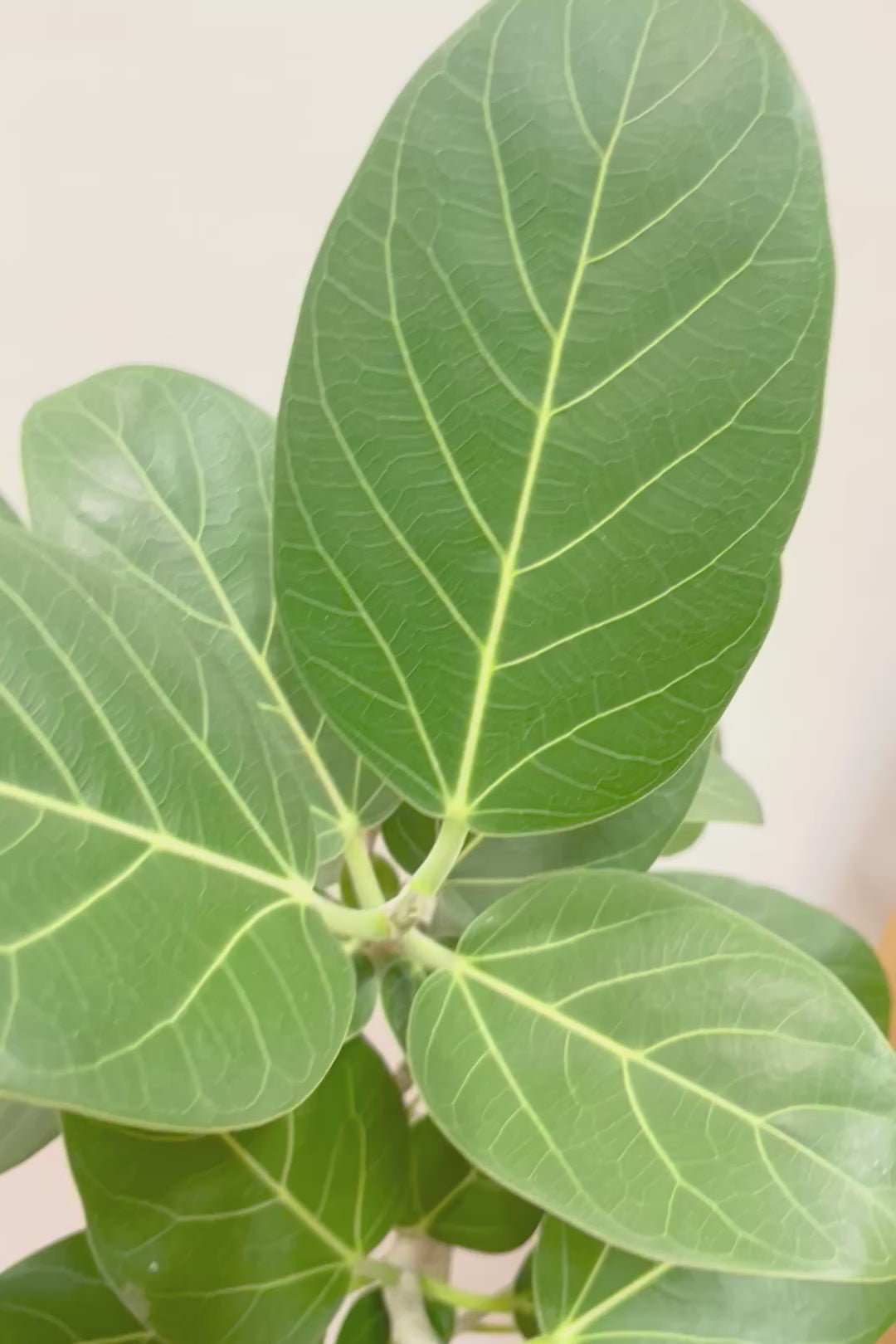 【ベンガレンシス】長崎県の生産者さんが丹精込めて仕立てたスリムな樹形!幹のカーブも素敵なんです!