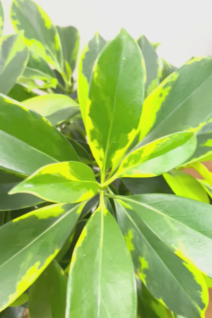 【ファグラエア バリエガタ】沖縄でじっくりと仕上げられました!この幹のカーブは素晴らしいと思います!