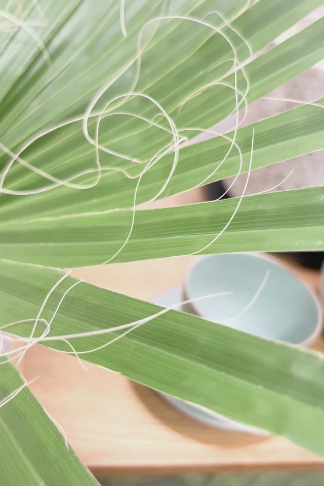 【ワシントンヤシ】大きな扇状の葉が印象的!一枚一枚がとっても大きいので見た目の存在感があります!