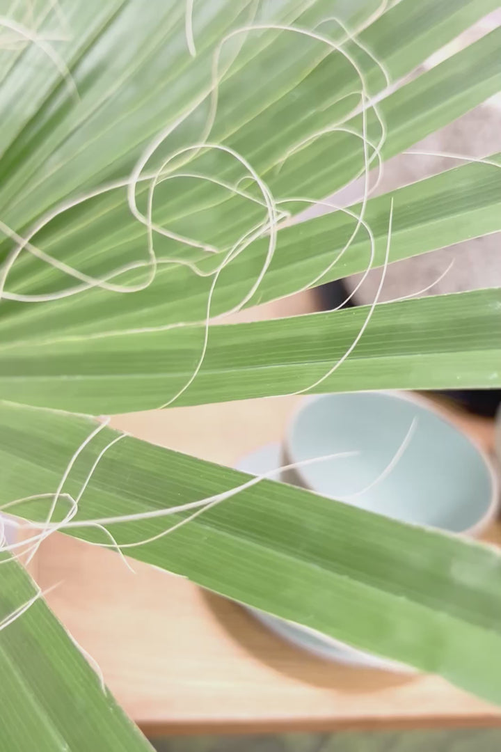 【ワシントンヤシ】大きな扇状の葉が印象的!一枚一枚がとっても大きいので見た目の存在感があります!