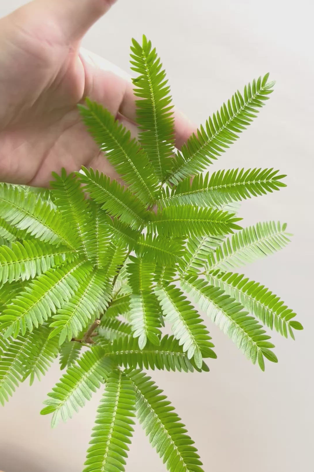 【エバーフレッシュ】スタイリッシュに美しく仕立てられたこだわりの樹形!素敵なカーブの幹でバランスが良い!