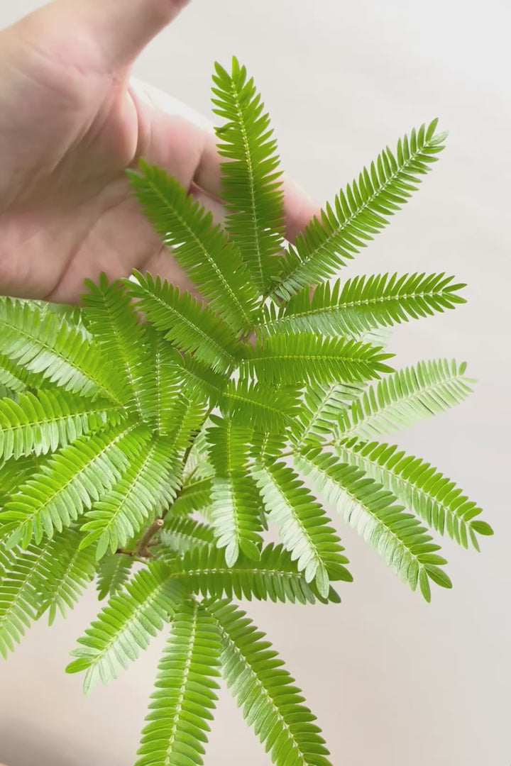 【エバーフレッシュ】スタイリッシュに美しく仕立てられたこだわりの樹形!素敵なカーブの幹でバランスが良い!