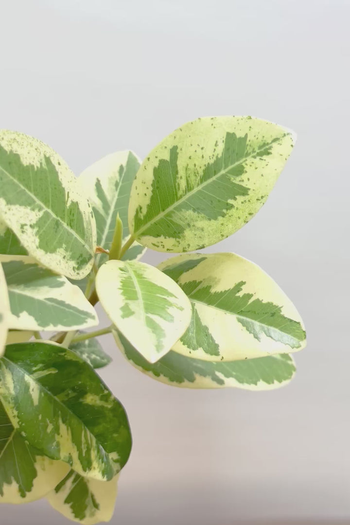 【斑入りフランスゴム】個性的なデザインのPOT!希少な斑入りです!しかも今回は曲がりタイプ!肉厚のかわいい葉っぱが特徴の観葉植物!!良い色出てます!