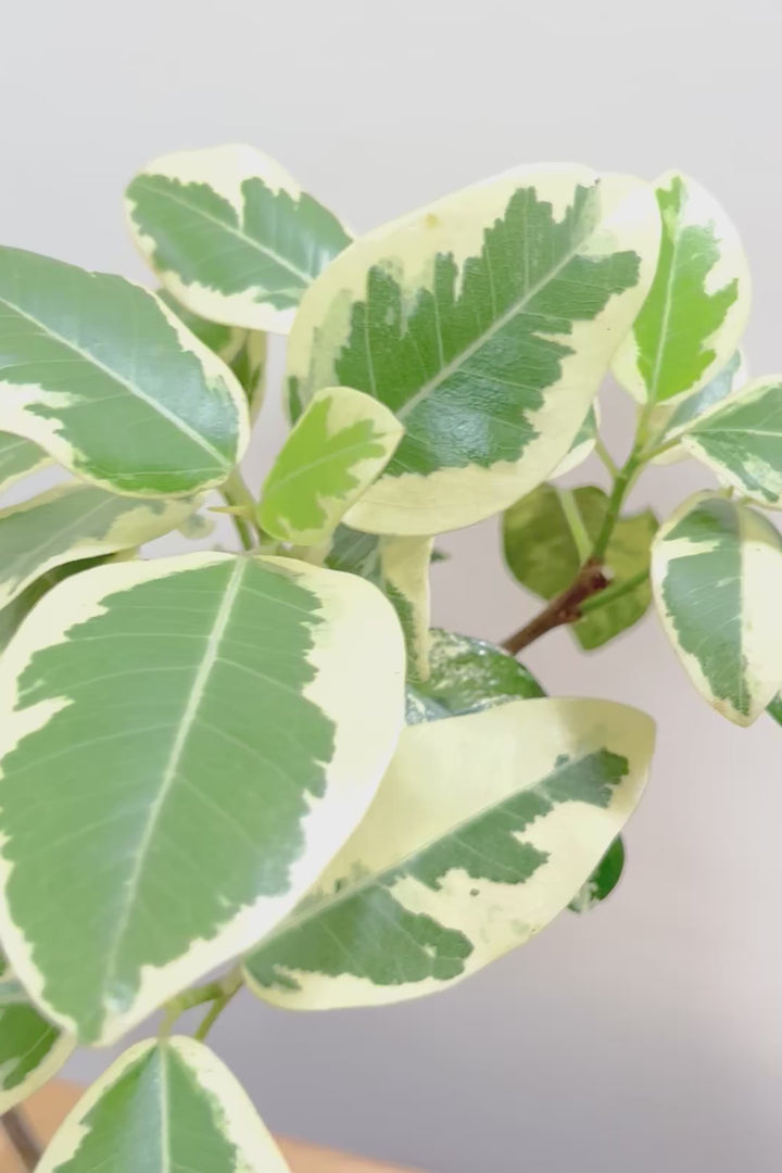 【斑入りフランスゴム】希少な斑入りです!しかも今回は曲がりタイプ!肉厚のかわいい葉っぱが特徴の観葉植物!!良い色出てます!