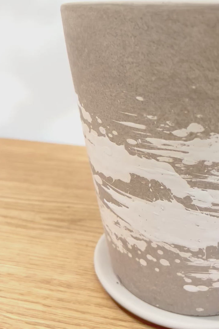 【エバーフレッシュ】シンプルでスタイリッシュ!この樹形は絶対にお得だと思います!