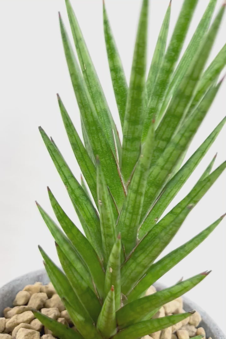 【サンスベリア フランシシー】仲良しの生産者さんからいい形のものを分けてもらいました!木製のPOTもGOOD!