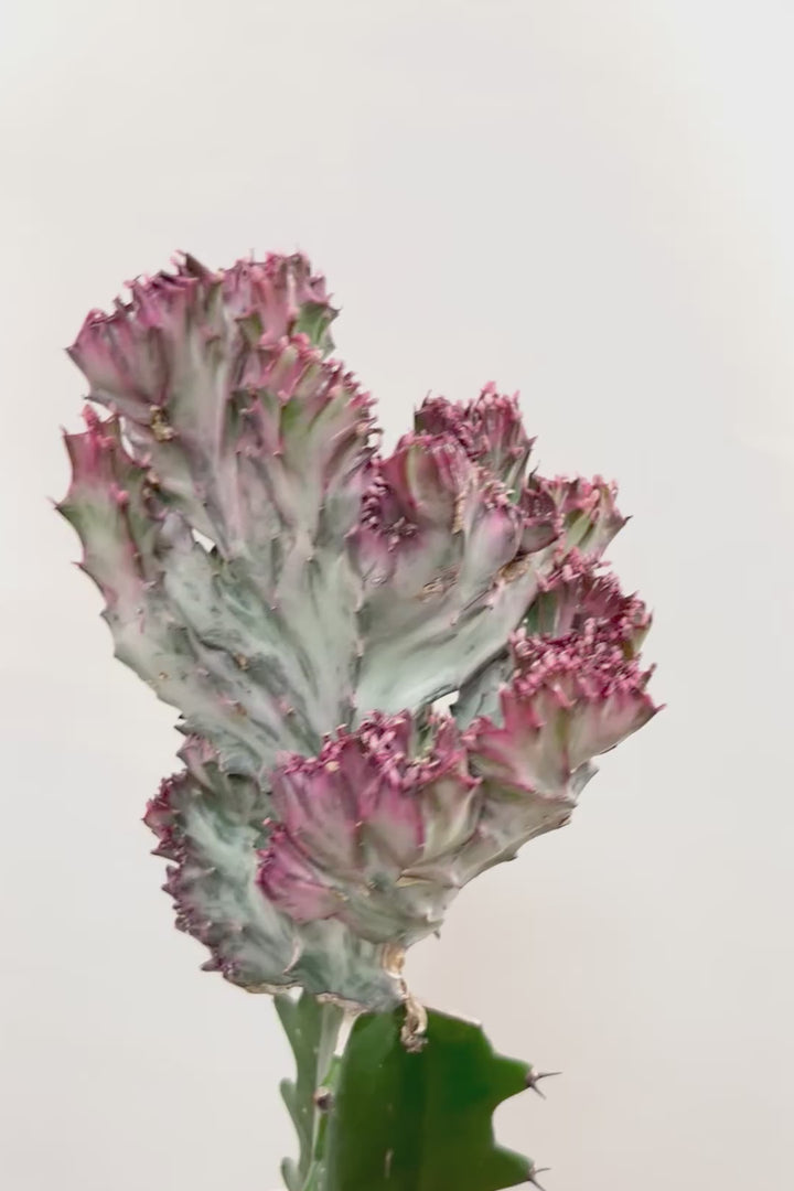 【ユーフォルビア マハラジャ】かわいいミニサイズで明るい葉色が素敵!接ぎ木タイプなので育てやすい!個性的なフォルムなのでインテリアにもピッタリです!