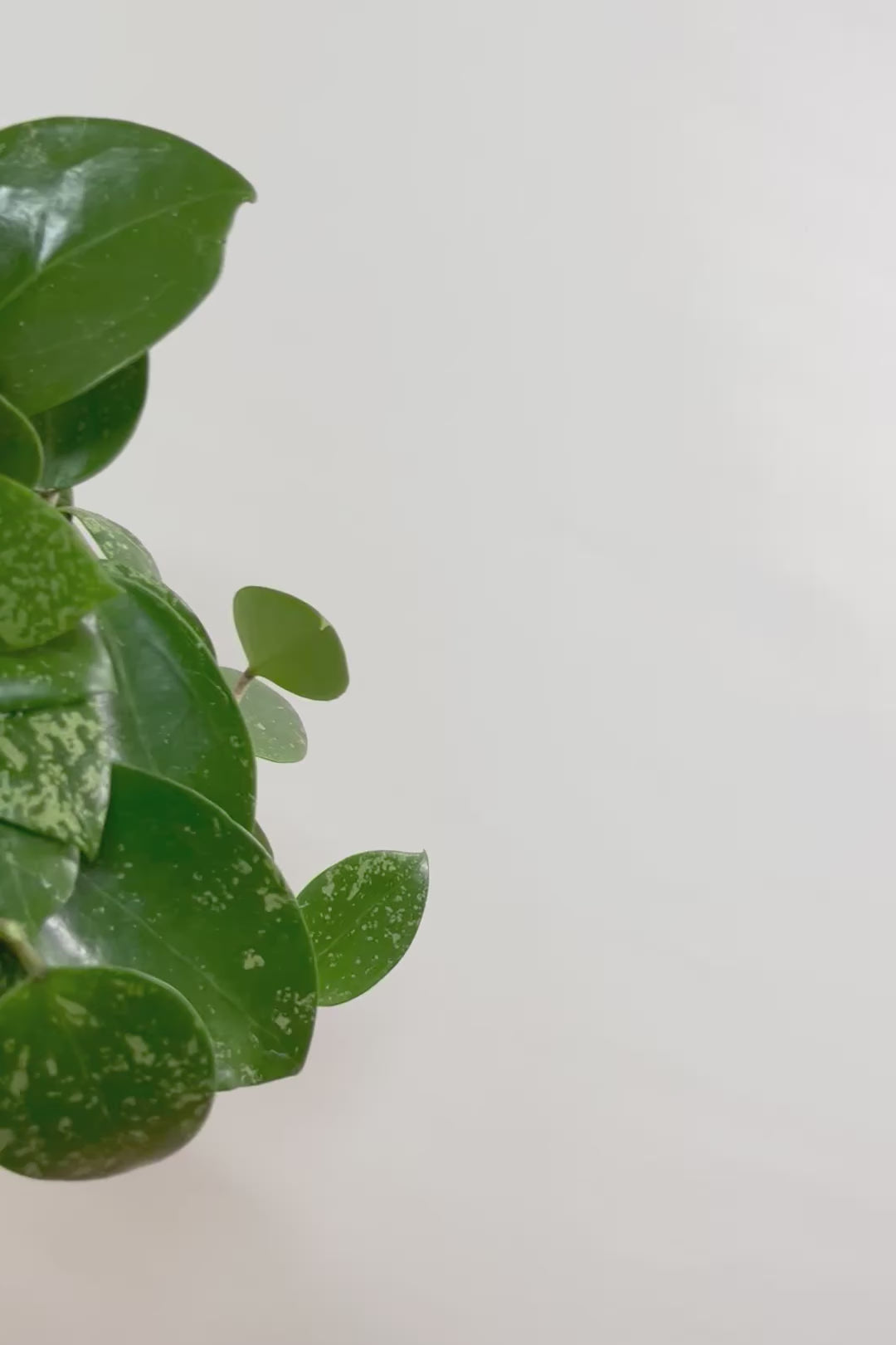 【ホヤ パラスチカスプラッシュ】まん丸なの葉がかわいい!ボリュームもありますのでおススメです!