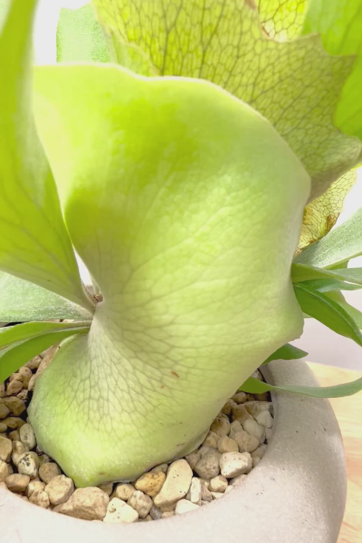 【コウモリラン アルシコルネ】これももはや芸術ですよ。こんなきれいなモウモリランを作ってくださる生産者さんに感謝です!