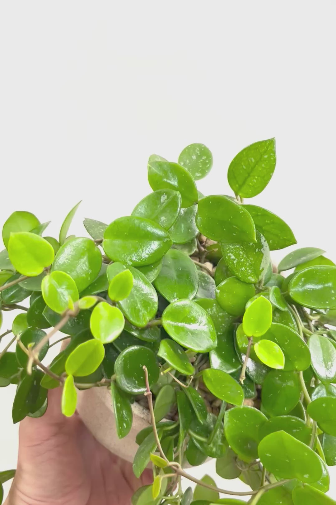 【ホヤ マチルダ】まん丸の葉がかわいい♪ボリュームもありますのでおススメです!