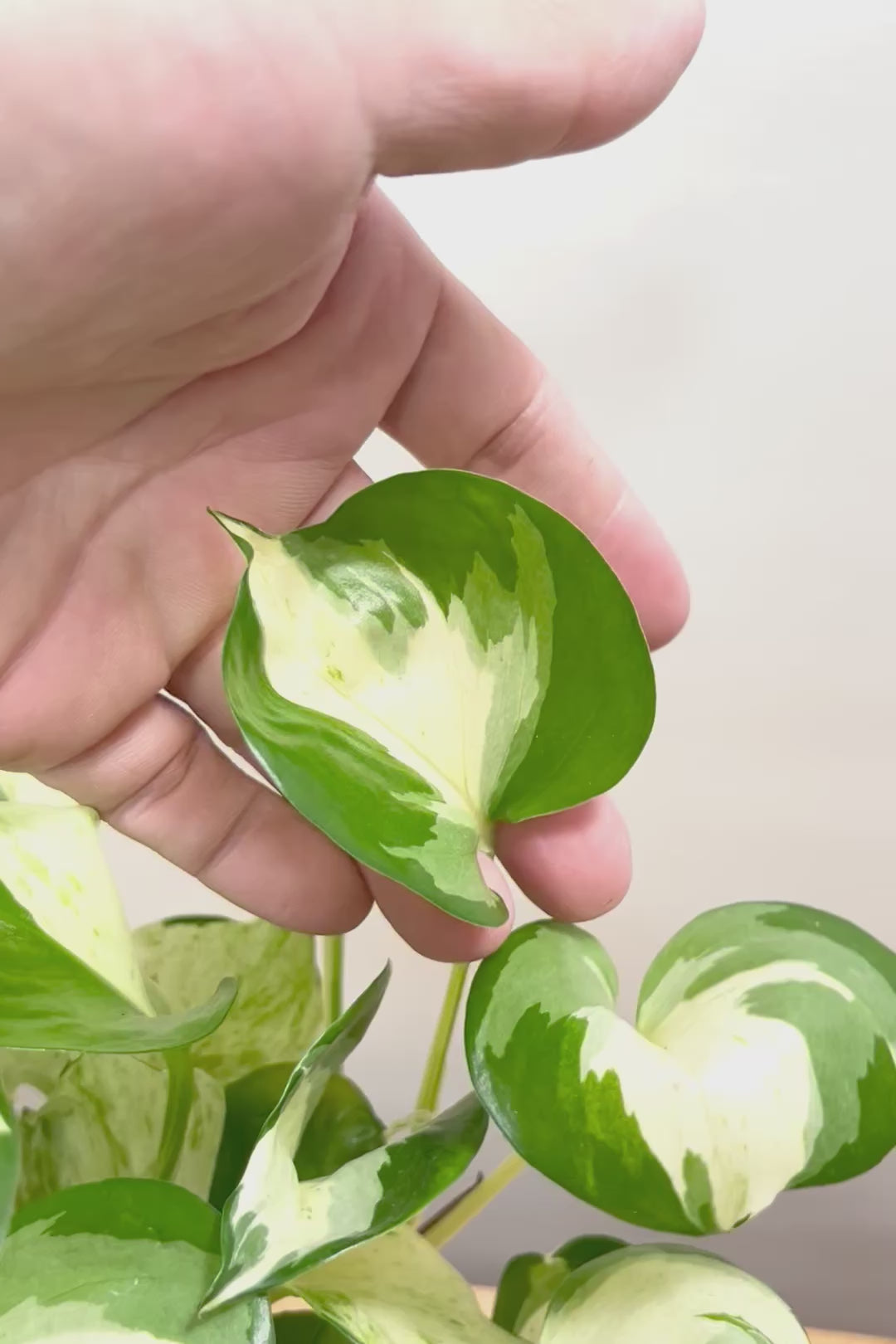 【ポトス ステータス】ホワイト&グリーンの人気種!葉はたまご型でとってもかわいいです♪