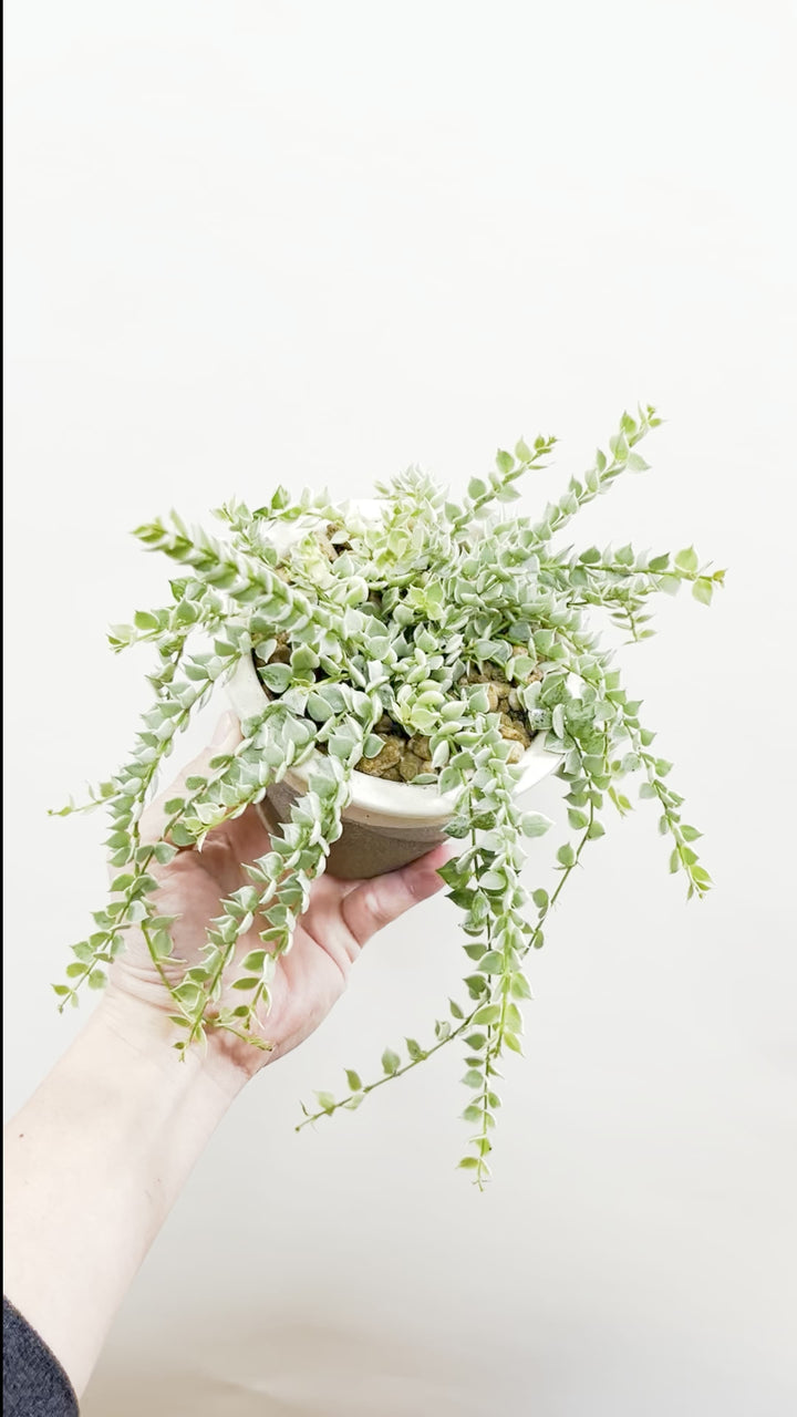 【ディスキディア ミリオンハート バリエガタ】今回の葉最高の仕上がりの爽やかな葉色!ミニミニの葉がとてもかわいいです!