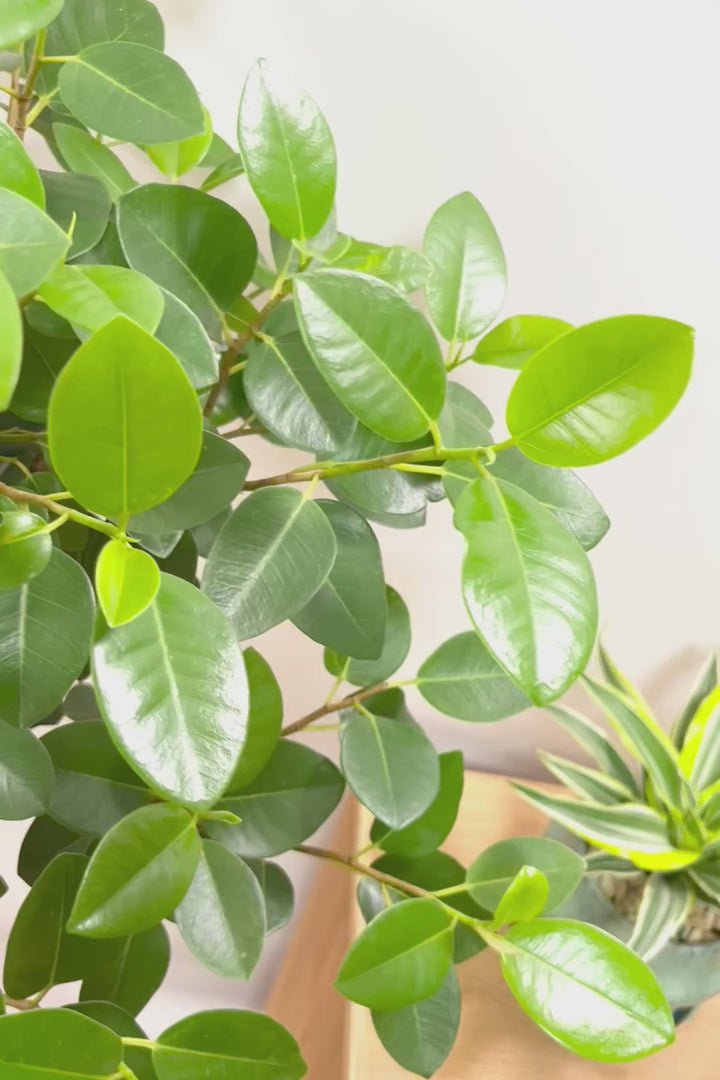 【フランスゴム】ボリュームのあるタイプ!幹のカーブと葉付きが素晴らしく整っています!