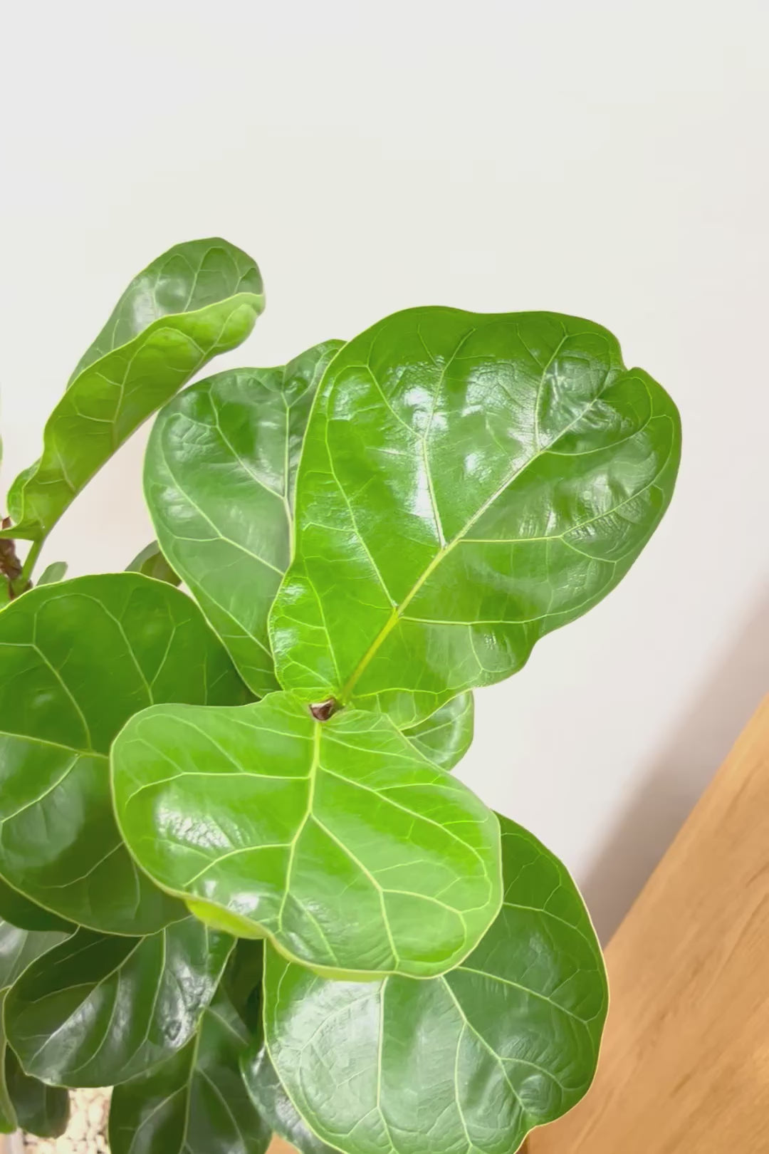 【カシワバゴム】シンプルなPOTなのでお求めやすい価格!幹にとても趣があってスタイリッシュ!美しい葉が人気の観葉植物です!