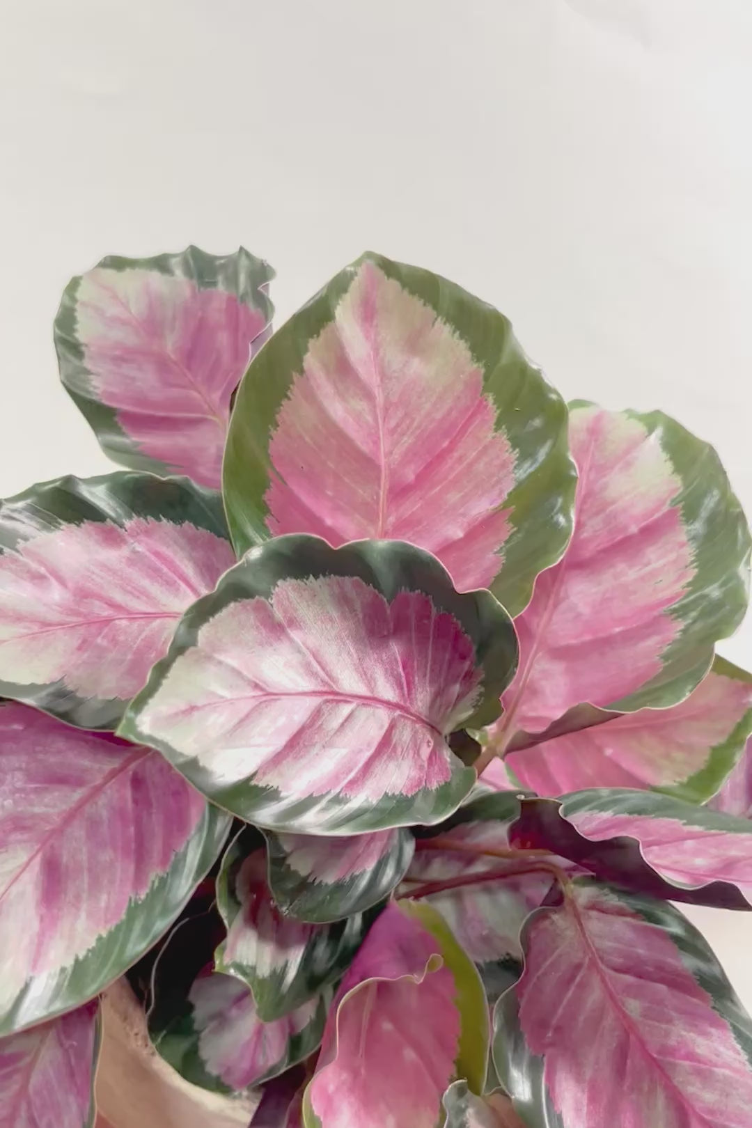 【カラテア ロージー】まるで花束のような美しい草姿。葉色がとてもイイ感じに出ていますのでおススメです!