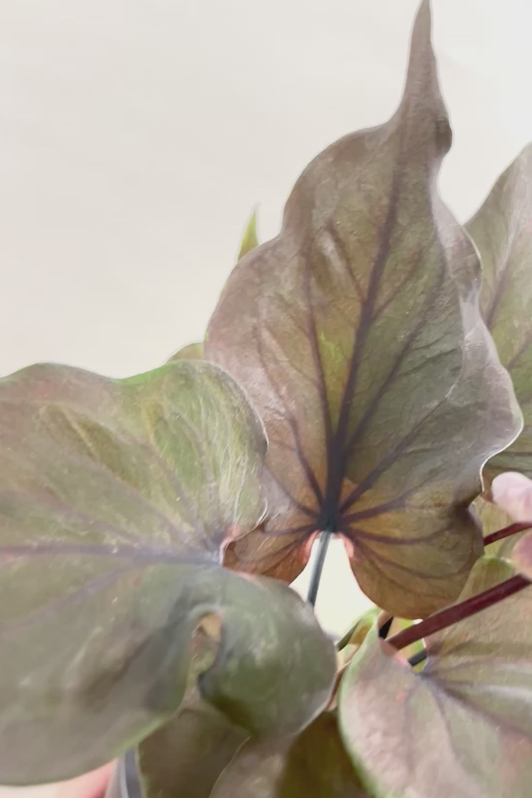 【カラジウム ブラック】ダークな大人の葉色。ボリュームもありますよ!軽量で扱いやすいプラスチックPOTです!