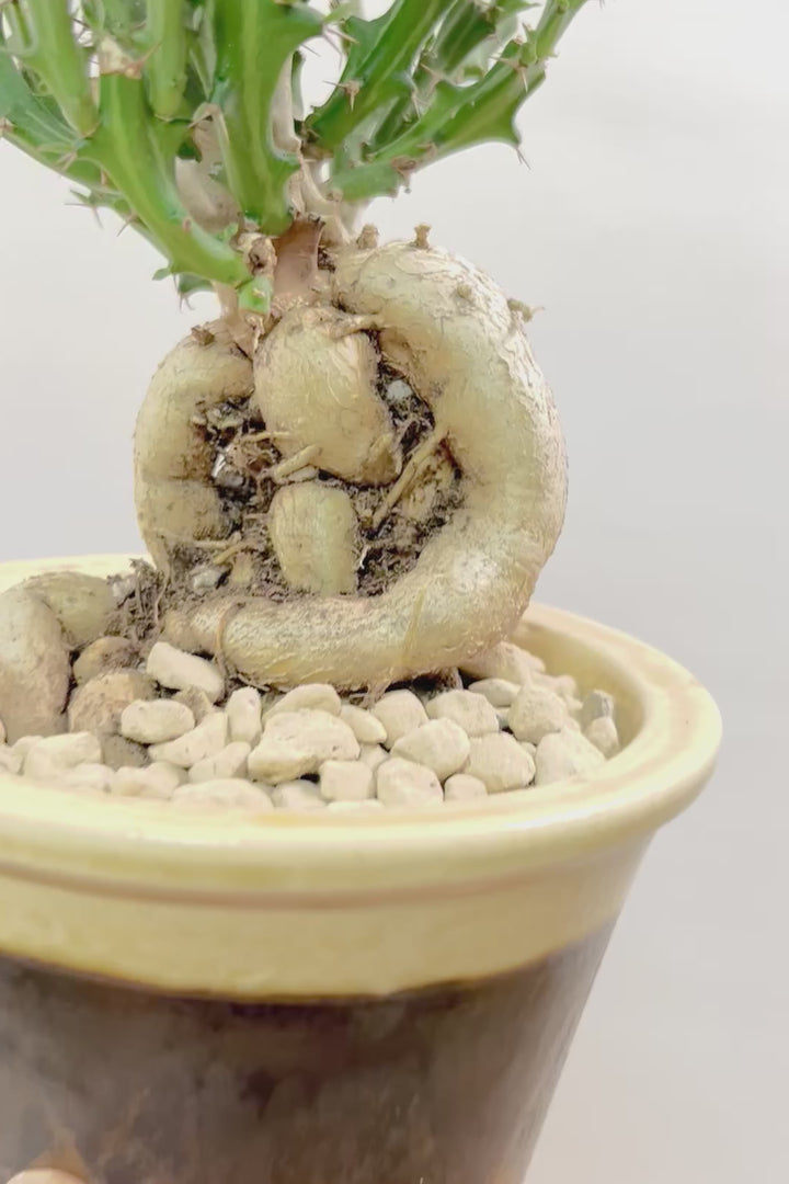 【ユーフォルビア クンチー】カッコいいPOT!厳つい根から出ているトゲトゲの葉が特徴!APEGO初入荷の塊根植物です!