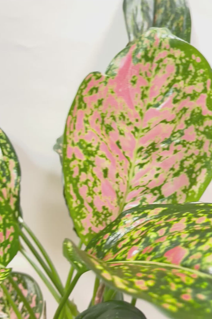 【アグラオネマ ヴィーナス】今回がラストの入荷!良い感じの赤に色付いています!MIXされた葉のカラーがとてもいい感じです!大き目のサイズです!