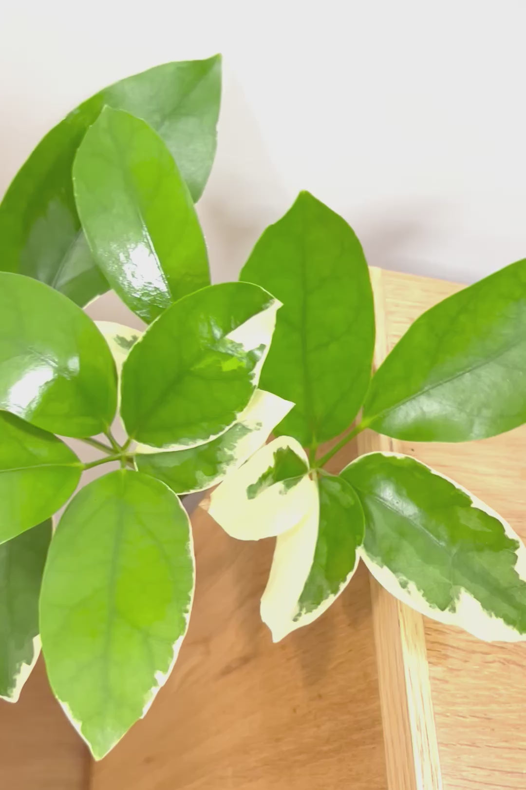 【シェフレラ ベヌローサ バリエガタ】希少種!大き目の丸っこい葉がとてもかわいい!ボリュームがある一押しのシェフレラです!