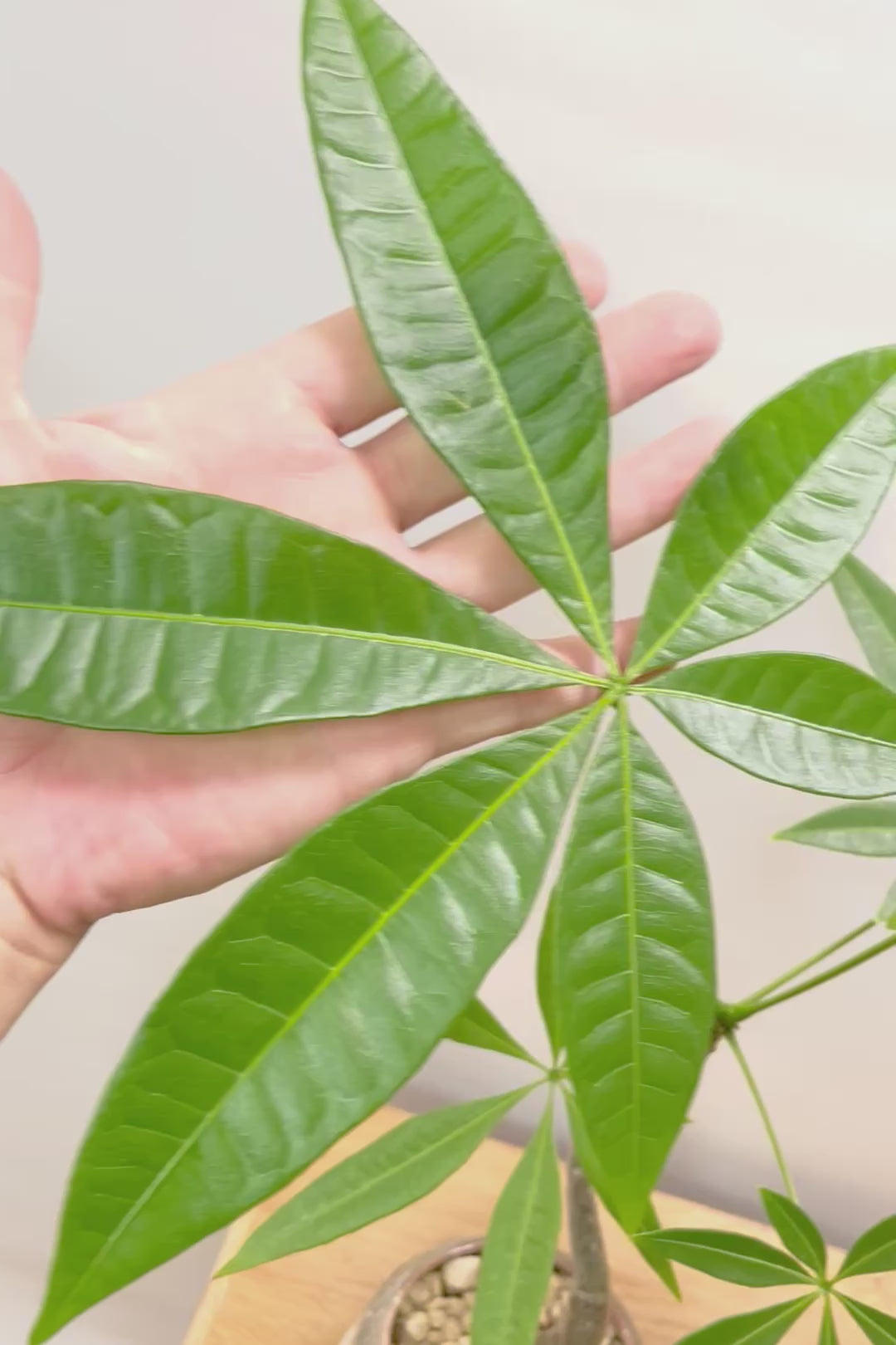 【パキラ】かわいいフォルムの幹!控えめにいっても幹のカーブがかわいいと思います!