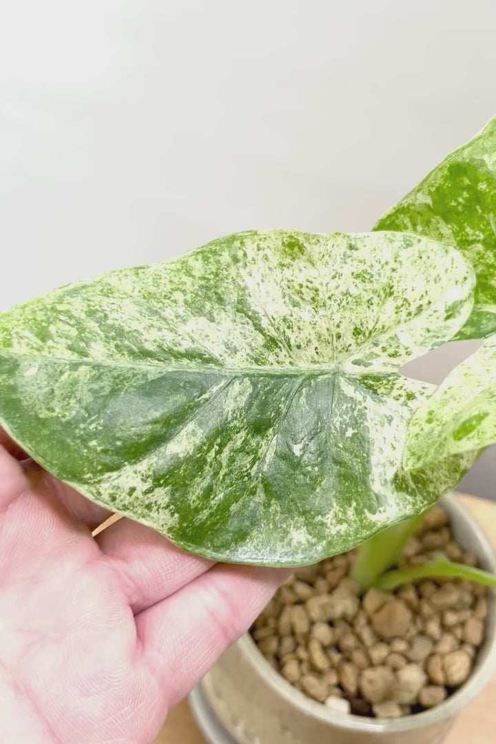 【アロカシア バティックオドラ】爽やかな葉色が素晴らしい人気の品種!繊細そうに見えて意外と丈夫なんです!