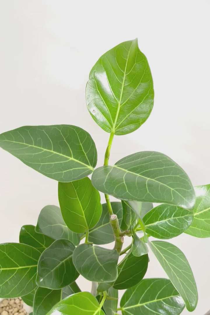 【ベンガレンシス】よくまとまったきれいな樹形!幹のカーブも素晴らしい仕上がりですので、ぜひともご検討ください!