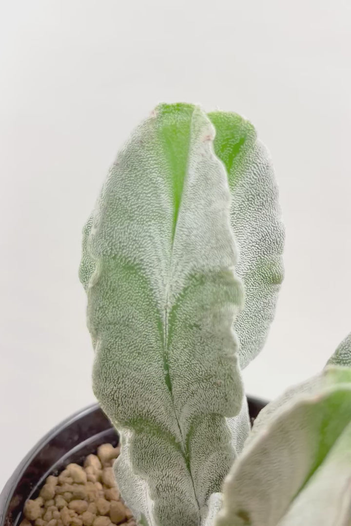 【サボテン チューレンセ】爽やか!の一言に尽きる美しい葉色。足元で枝分かれしているカッコいい樹形です!