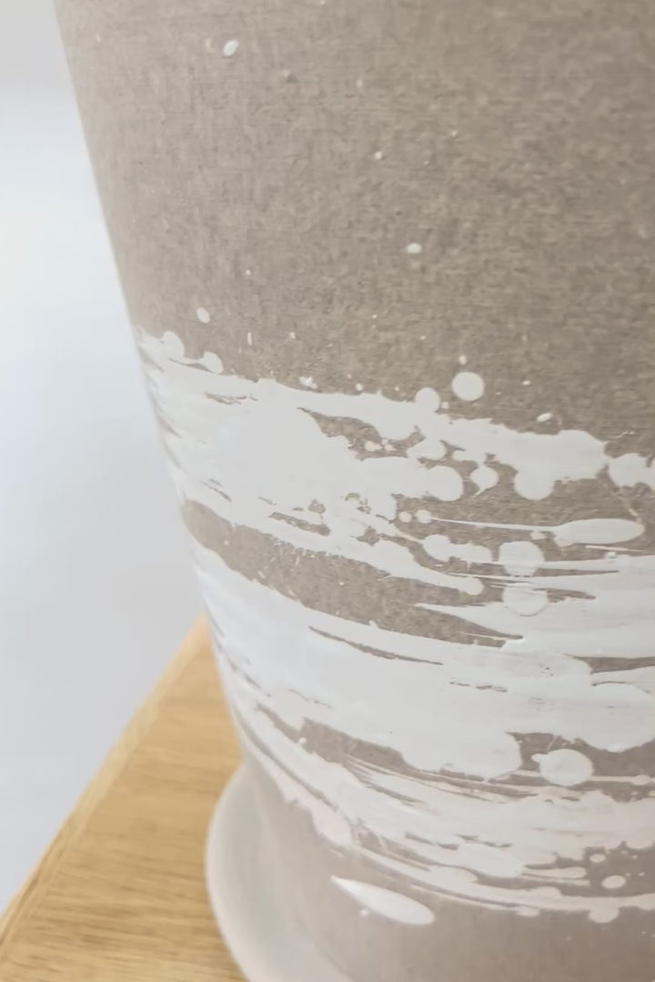 【ザミア フルフラケア】希少な分頭タイプ!ここまで仕上がった個体は珍しいと思います!