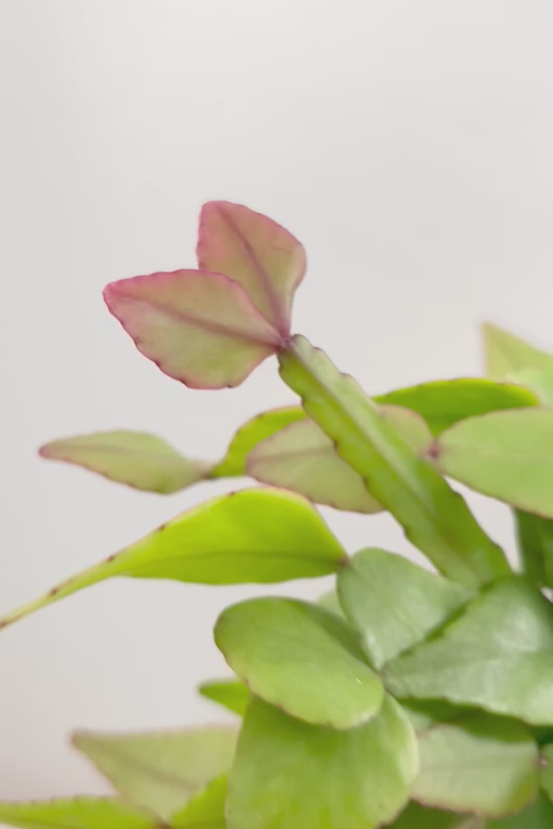 【リプサリス エリプティカ】大ぶりのかわいい葉っぱが詰まったフォルム!お花も咲いちゃう可愛いサボテンです!