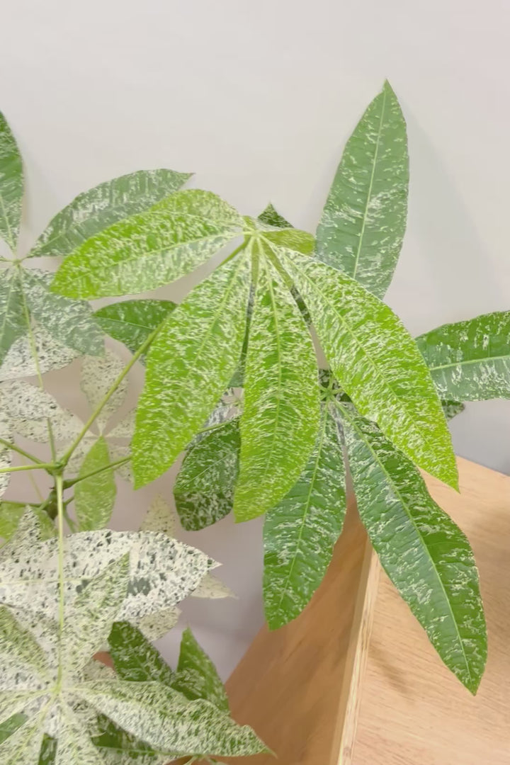 【パキラ ミルキーウェイ】個性的なテクスチャーのPOT!しかもボリュームあります!ホワイト&グリーンの葉がとても美しい!!あまり作られていない希少な観葉植物です!