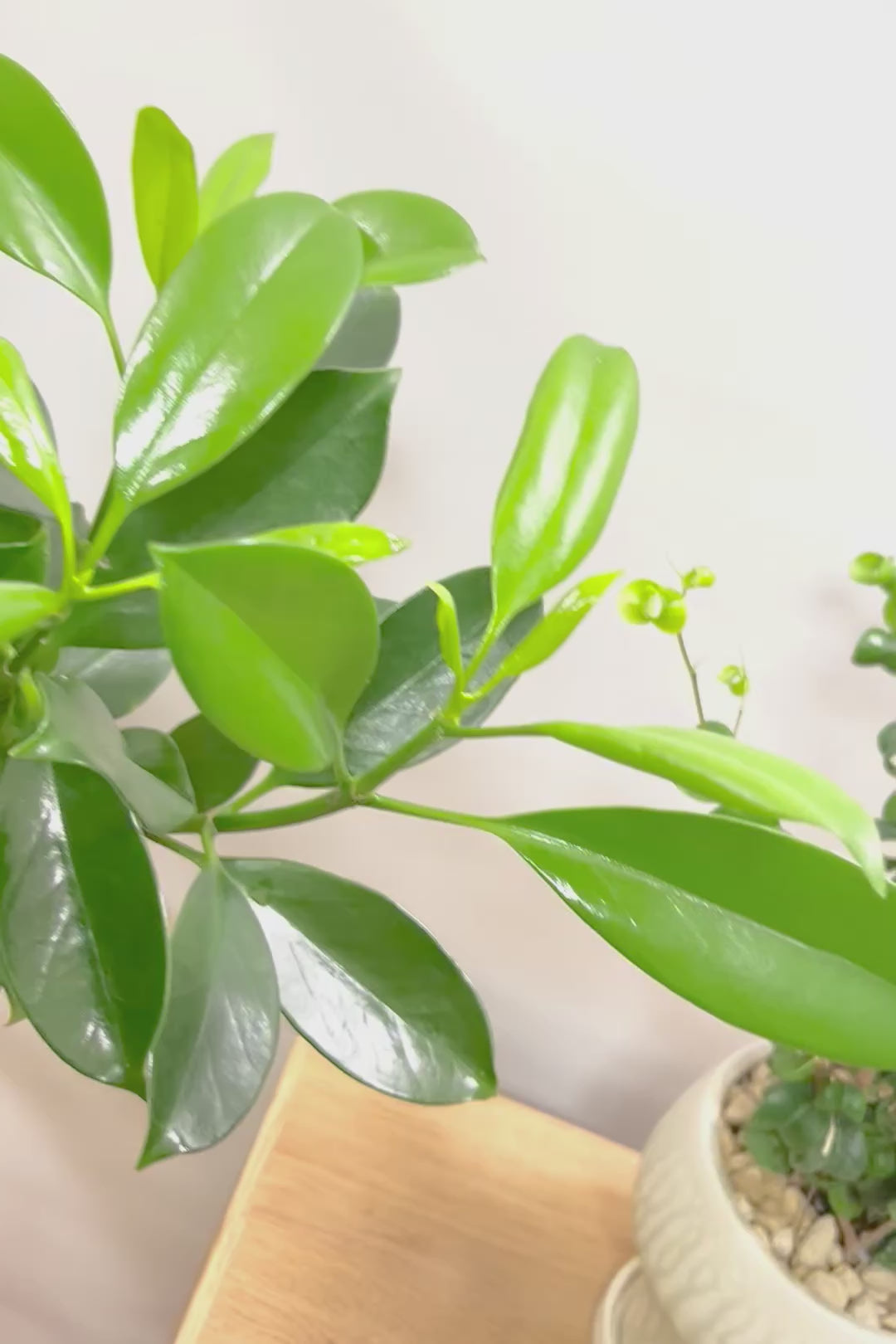 【ファグラエア】温暖な鹿児島県でしっかりと育てられました!個性的な幹も魅力的な人気の観葉植物です! ボリュームもあります!