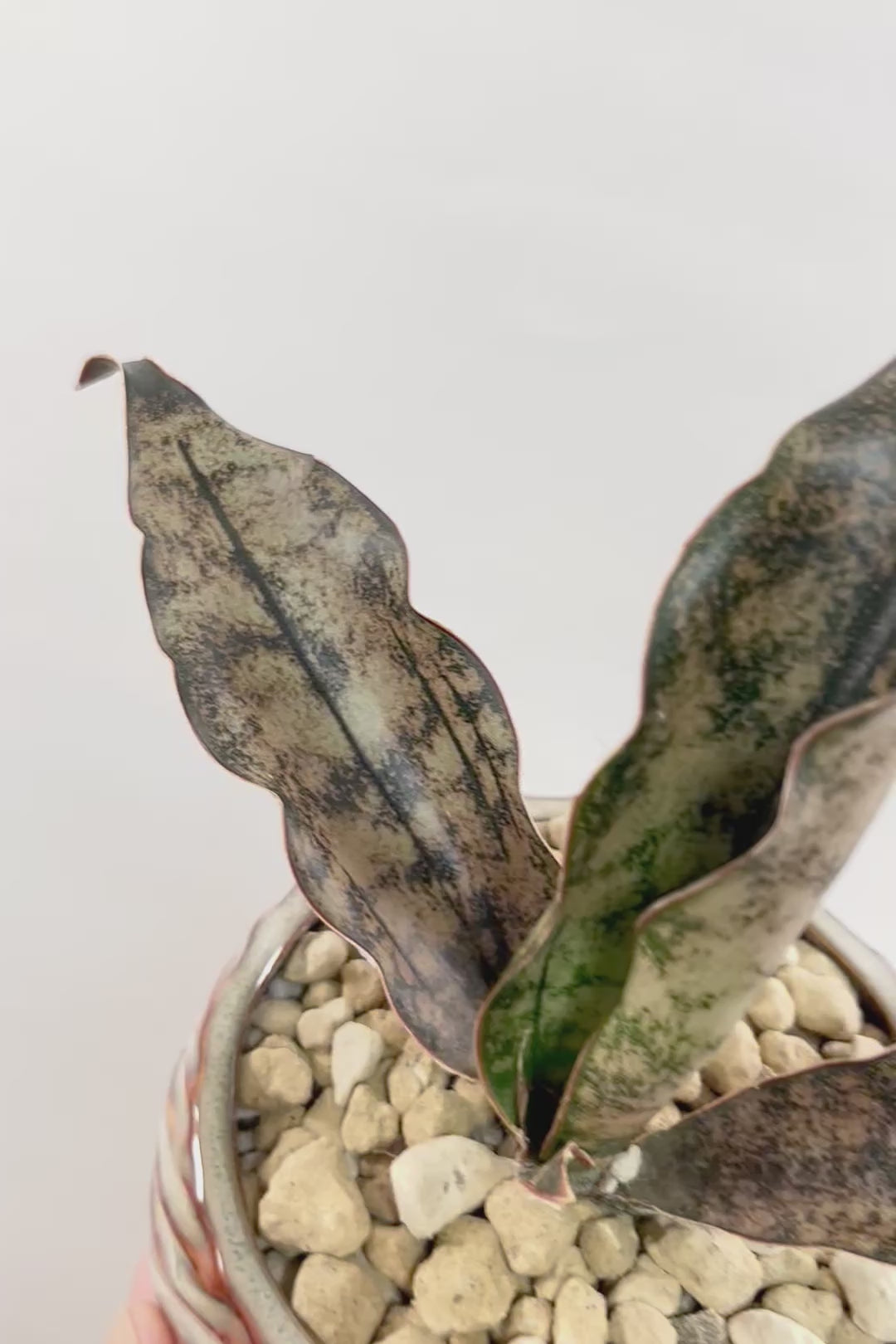 【サンスベリア キルキー】仲良しの生産者さんからいい形のものを分けてもらいました!個性的なフォルムが素敵!