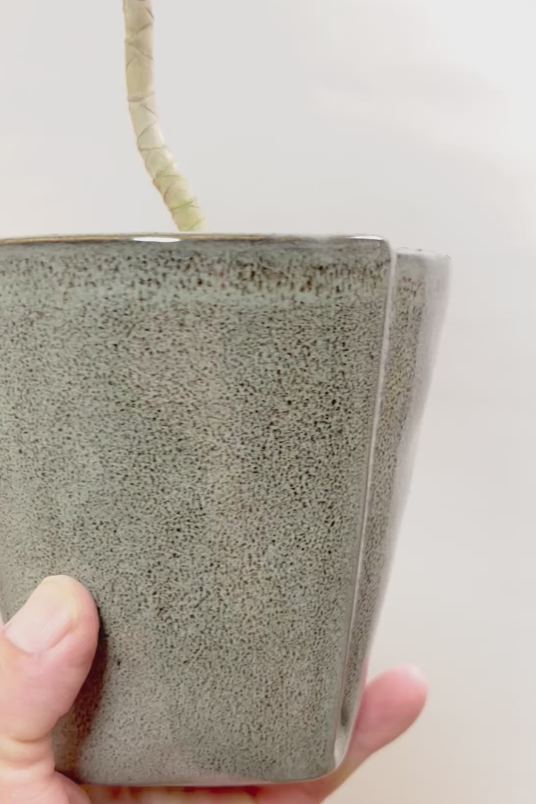 【ジャマイカ】シンプルでかわいいミニサイズ!幹は個性的に仕立てていますので、見応えもありますよ!