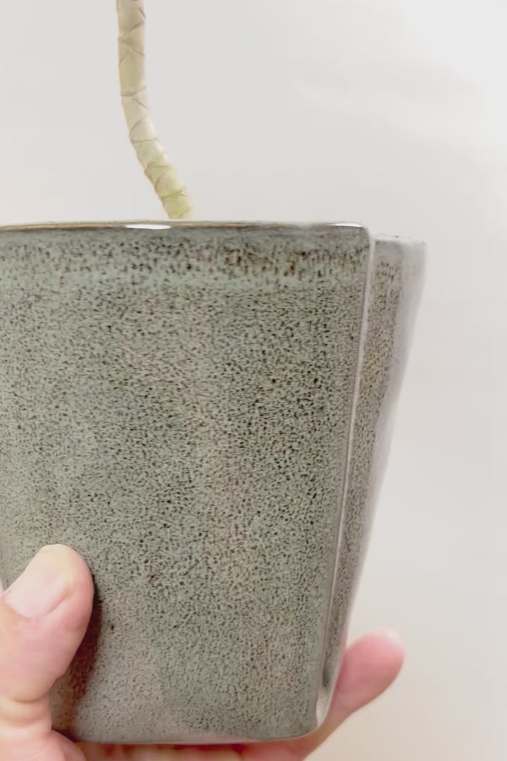 【ジャマイカ】シンプルでかわいいミニサイズ!幹は個性的に仕立てていますので、見応えもありますよ!