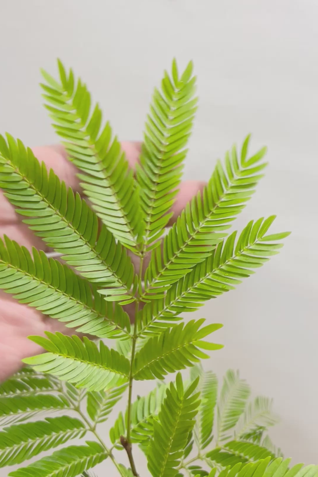 【エバーフレッシュ】個性的なデザインのPOT!そして雰囲気のある素敵な樹形!葉のバランスがとてもイイ感じですのでおススメです!