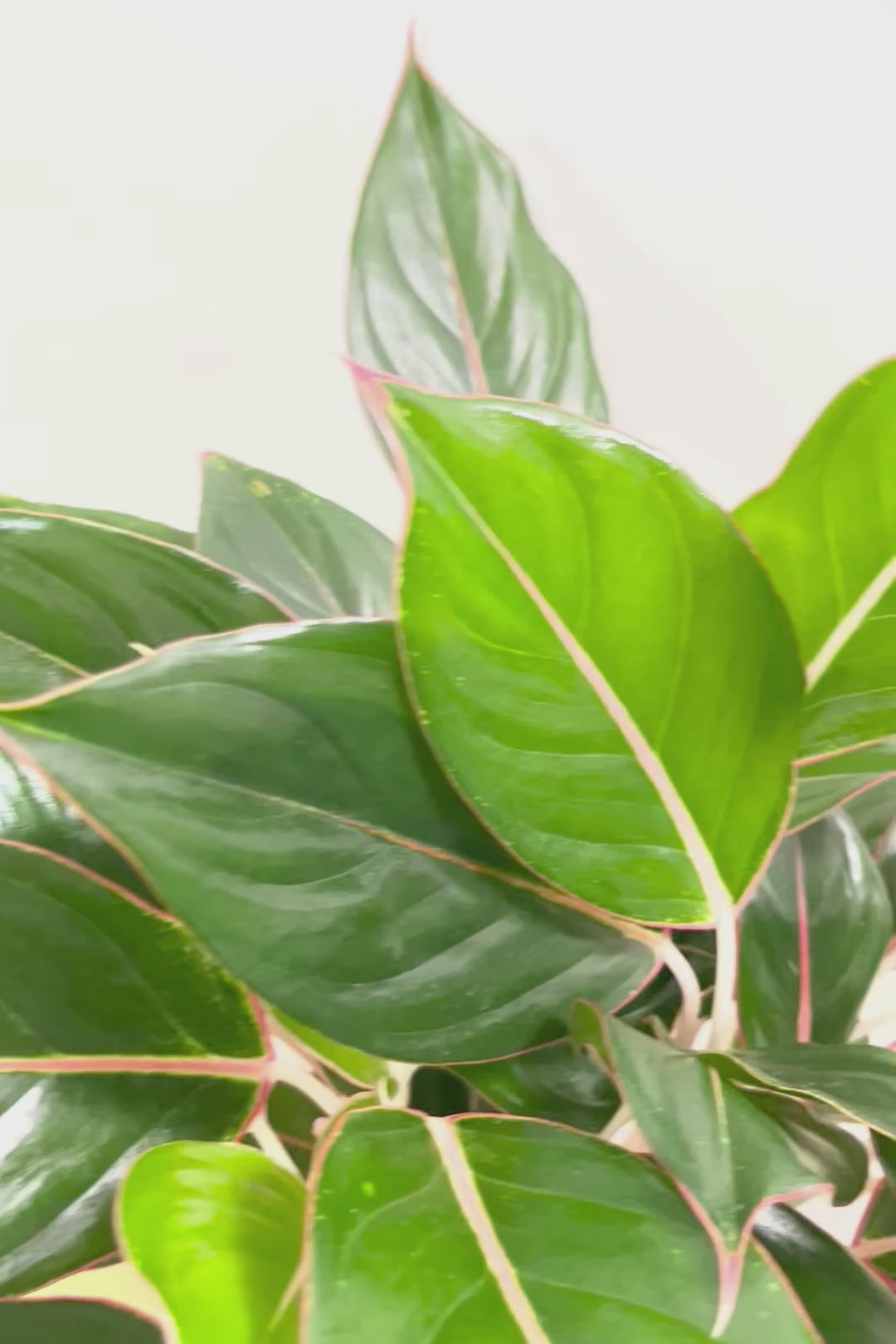 【アグラオネマ エメラルド】ちょっとシックな葉色。真ん中のピンクのラインが特徴!それぞれの葉色が異なるところも素敵