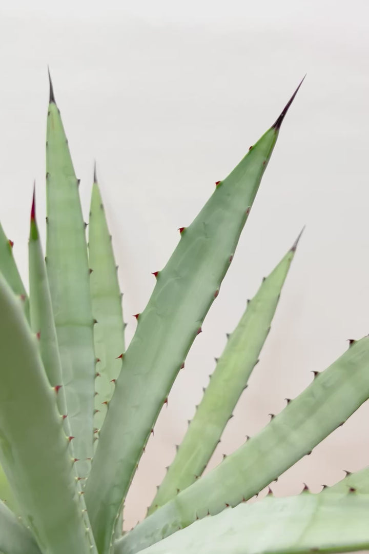 【アガベ マクロカンサ】グリーングレーの美しい葉色!先端の黒い棘が特徴の美しいアガベです!