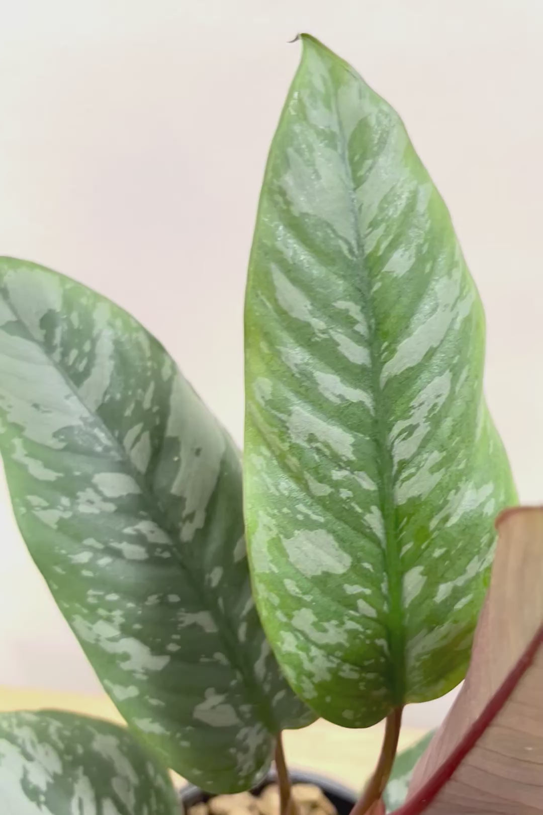 【アポバリス アクミナティッシマ】お手軽なプラスチック鉢!葉色がとても美しく、表面はマッドな質感なので触り心地が良いですよ!