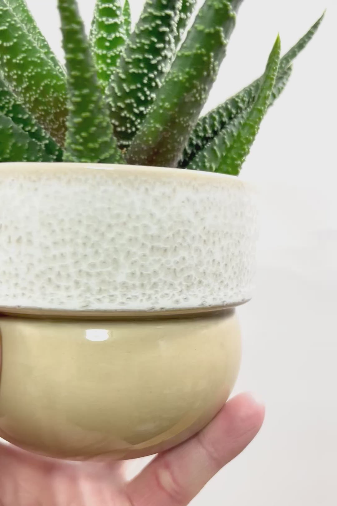 【ガステリア ジムフローラ】透明感のある葉っぱ♪葉の質感はぷにぷにしていてかわいい!ボリュームあります!