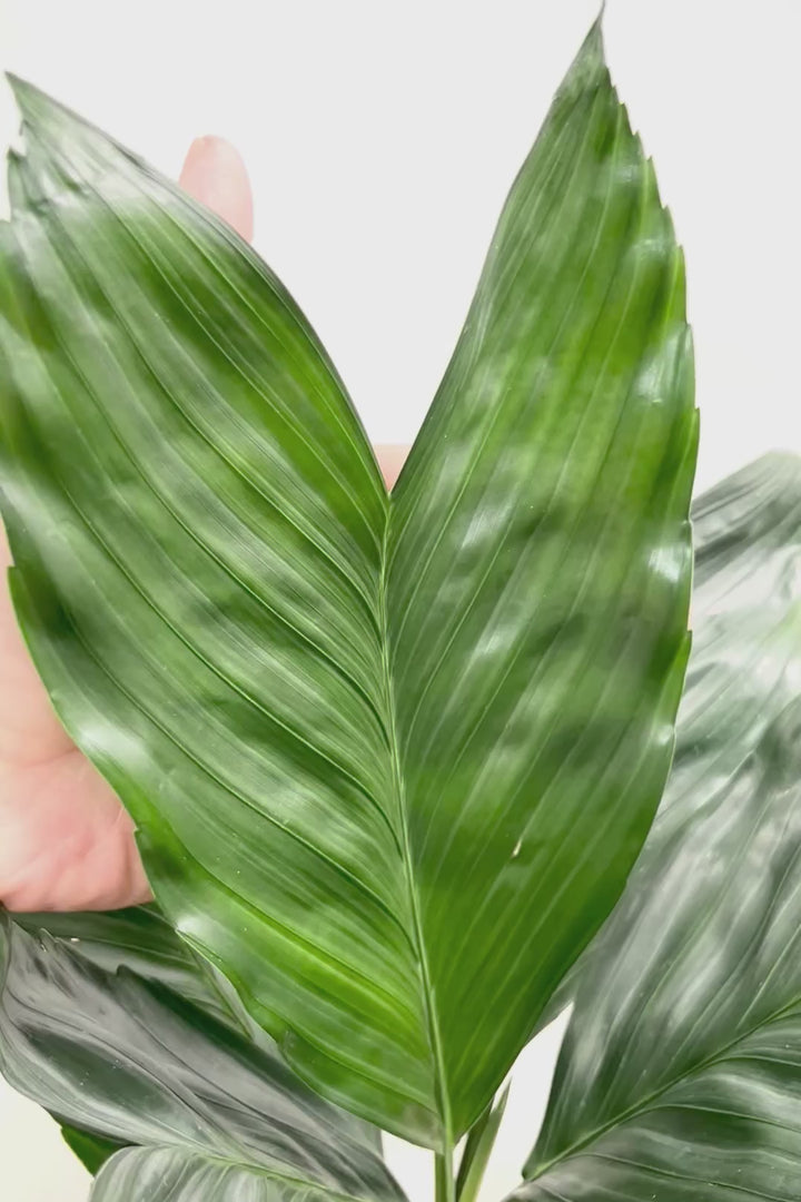 【テネラヤシ】シルバーグリーンの葉が素晴らしく美しい!寒さにも強くて育てやすいヤシです!