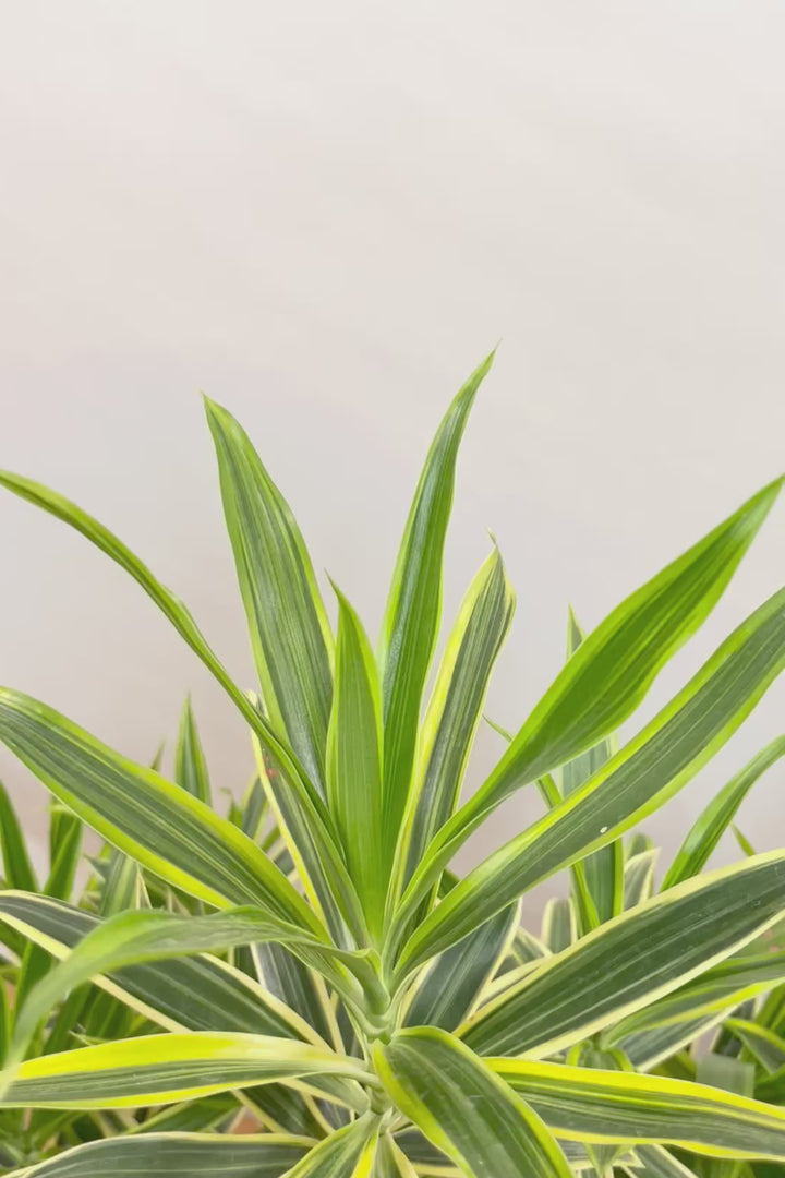 【インディア】スリムでスタイリッシュな樹形!ナチュラルな樹形なのでリビングなどのインテリアにおすすめの観葉植物です!