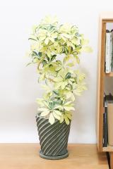 シェフレラ マザーイエロー　発色の良いイエローの葉が特徴の育てやすい観葉植物。