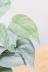 スキンダプサス オルモストシルバー　葉の模様がとても個性的で美しい観葉植物です! この植物の葉は柔らかく繊細なため、画像のような傷がある場合があります。ここから枯れてきたりすることはなくあくまで見た目の問題ですが、ご了承のうえ、ご購入ください。