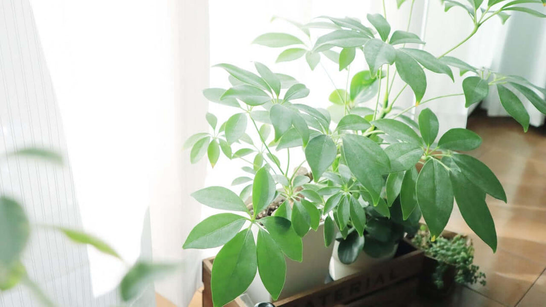 店長イチオシの植物「シェフレラ」の魅力を伝えたい！
