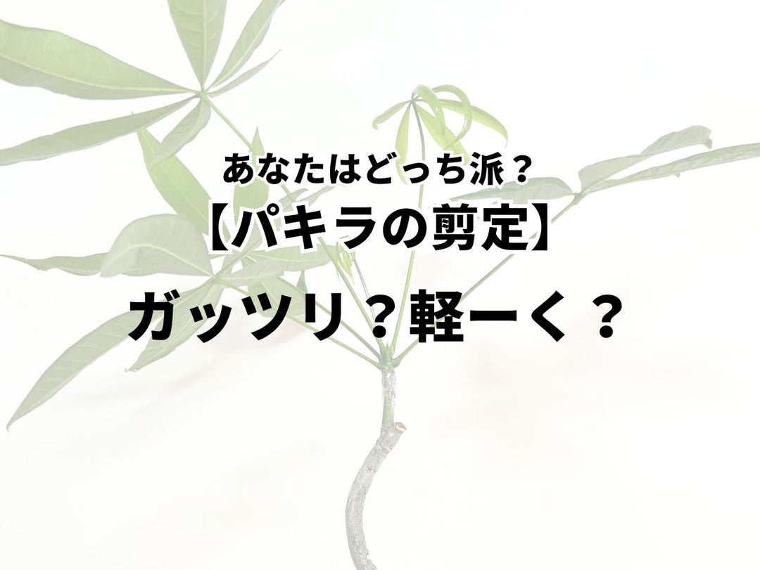 パキラの剪定　あなたはどっち派？？