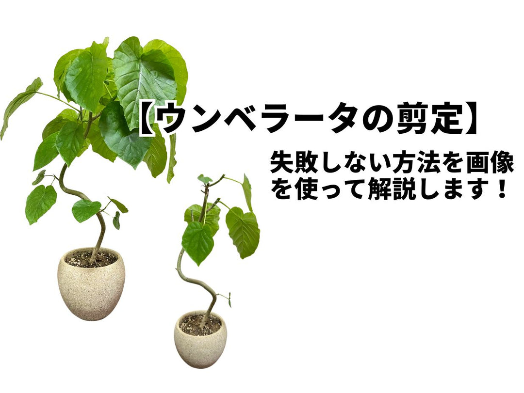 【切るならイマ‼】ウンベラータを仕立て直す方法を解説します！