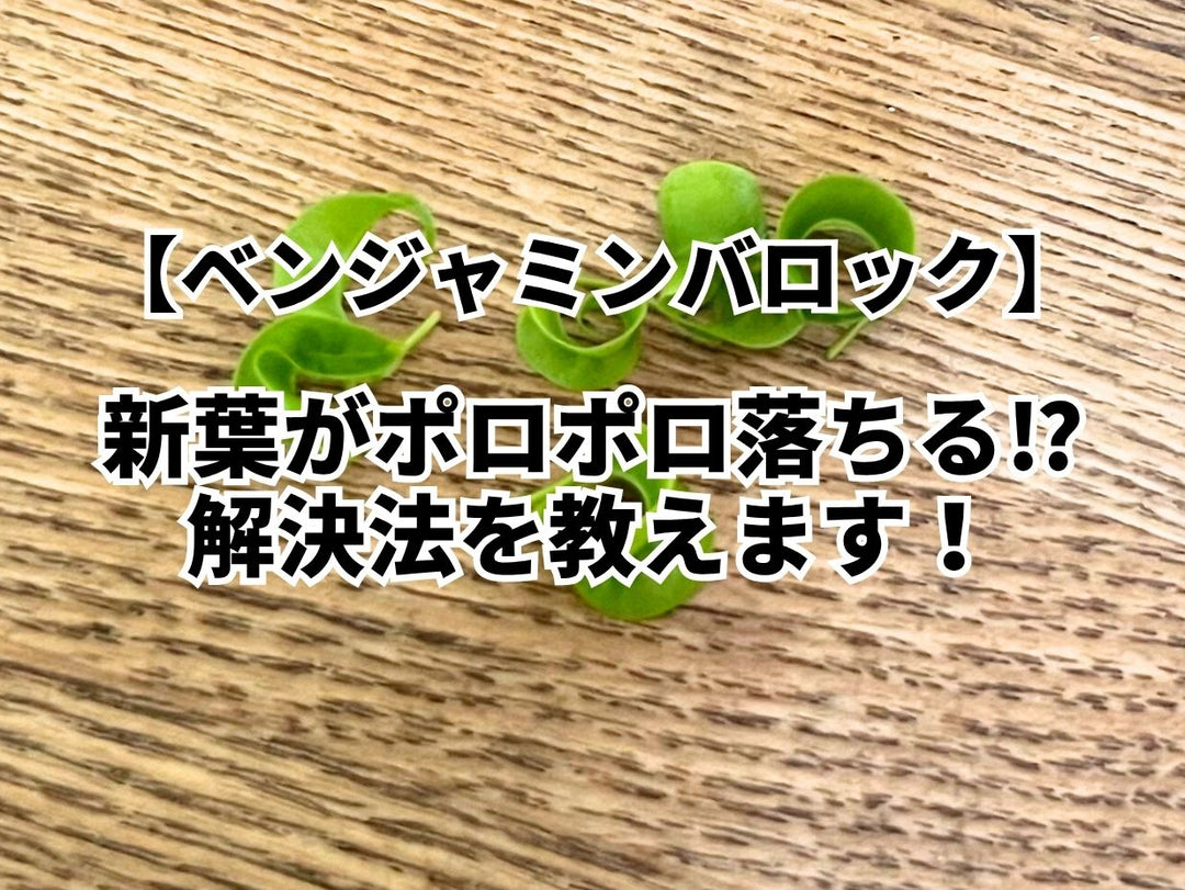 ベンジャミンバロックの新芽がポロポロ落ちる解決方法を教えます！
