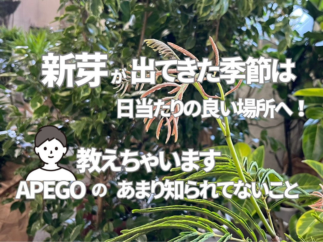 新芽が出る季節は日当たりの良い場所へ！