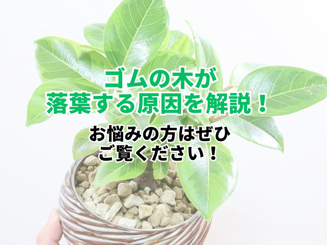 ゴムの木が落葉する原因を解説